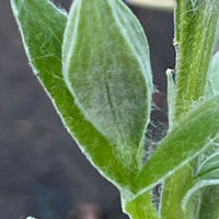 Centaurea montana 'Alba'